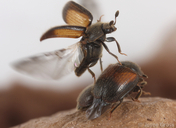 Pocadius fulvipennis