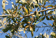 Andricus quercuslanigera