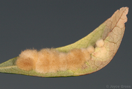 Andricus quercuslanigera