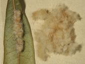 Andricus quercuslanigera