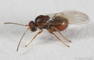 Andricus quercuslanigera