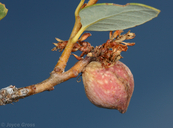 Heteroecus pacificus