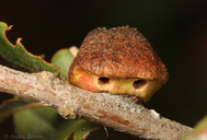 Disholandricus chrysolepidis