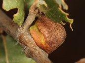 Disholandricus chrysolepidis