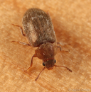 Xerasia grisescens