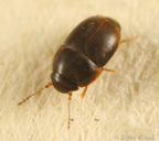 Acrotrichis sp.