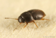 Acrotrichis sp.