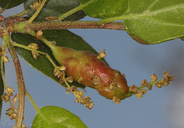 Callirhytis congregata