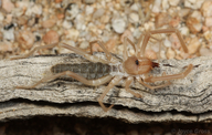 Solifugae