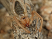 Solifugae