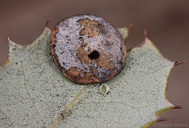 Paracraspis guadaloupensis