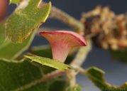 Amphibolips quercuspomiformis