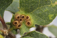 Neuroterus saltatorius