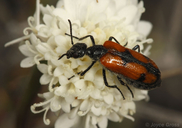 Eupompha elegans perpulchra