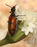 Eupompha elegans perpulchra