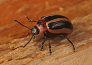 Calligrapha californica