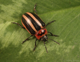 Calligrapha californica