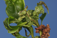 Klambothrips myopori