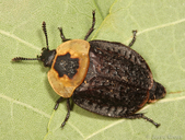 Necrophila americana