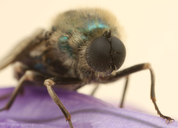 Eulonchus marginatus