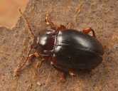 Lycoperdina ferruginea