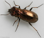Notiophilus biguttatus