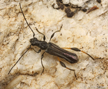 Callimoxys fuscipennis