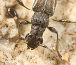 Callimoxys fuscipennis