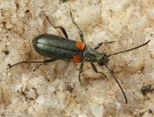 Grammoptera militaris