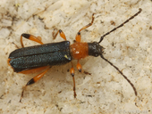 Callimus cyanipennis