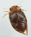 Laccophilus maculosus maculosus