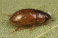 Enochrus hamiltoni