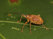 Curculio sp.