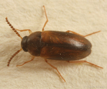 Hallomenus scapularis