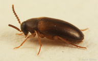 Hallomenus scapularis