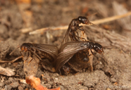 Reticulitermes hesperus