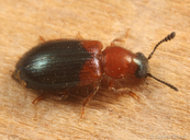 Necrobia ruficollis