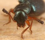 Necrobia rufipes