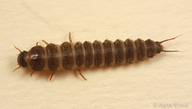 Necrophilus hydrophiloides