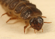 Necrophilus hydrophiloides