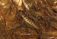 Necrophilus hydrophiloides