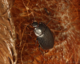 Necrophilus hydrophiloides