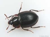 Necrophilus hydrophiloides