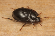 Necrophilus hydrophiloides