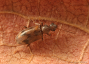 Notoxus lustrellus