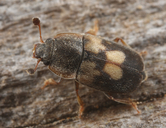 Nitidula flavomaculata