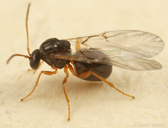 Dryocosmus juliae