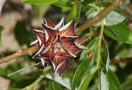 Rabdophaga salicisbrassicoides