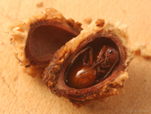 Callirhytis apicalis