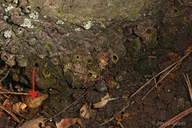 Callirhytis apicalis